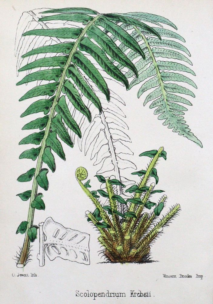 Große Abbildung Nr.1: 132-1314 Archer,T.C.: (Botanik)