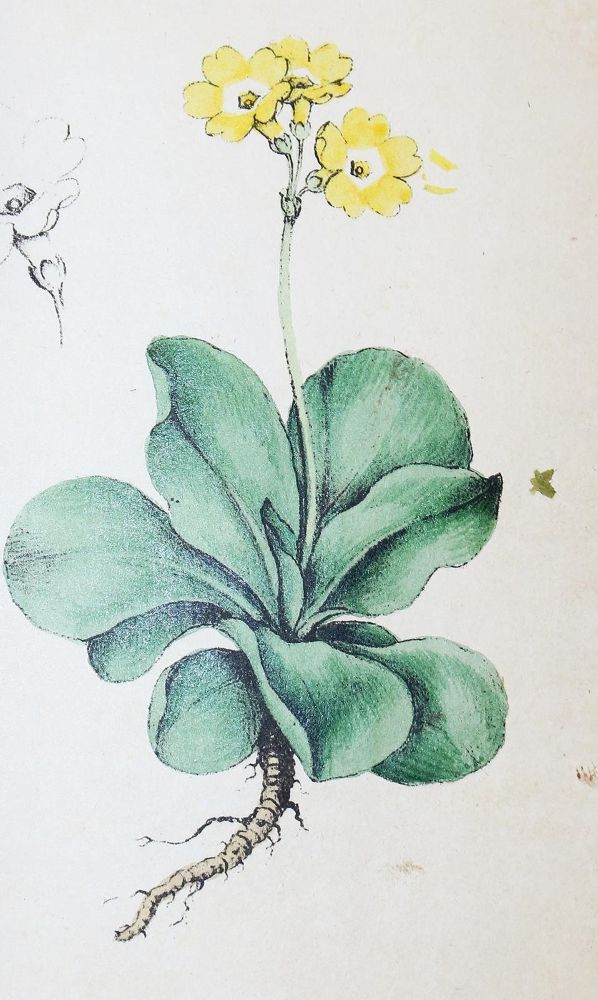 Große Abbildung Nr.2: 132-1325 (Labram,J.D.: (Botanik)