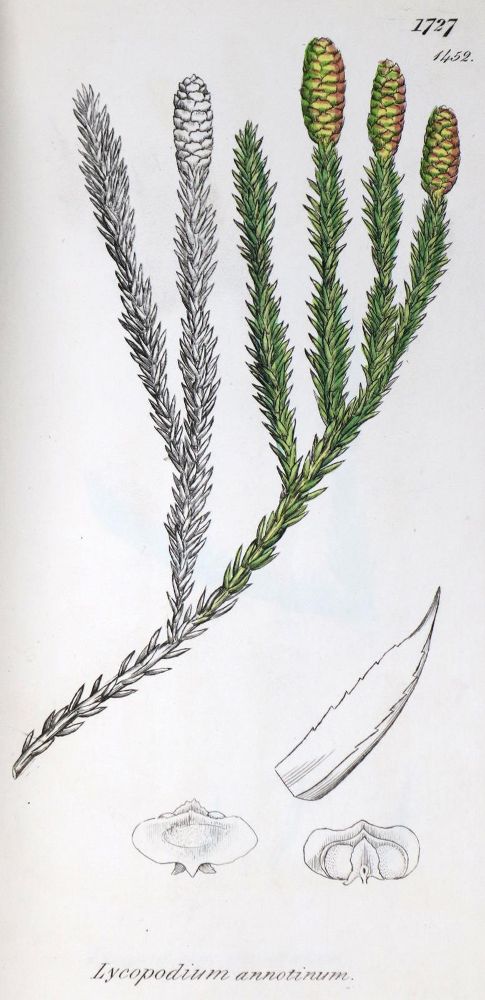 Große Abbildung Nr.1: 132-1341 Smith,J.E.: (Botanik)