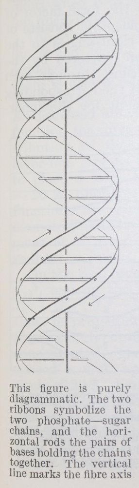 Große Abbildung Nr.1: 132-1396 Watson,J.D. u.a.: (Medizin)