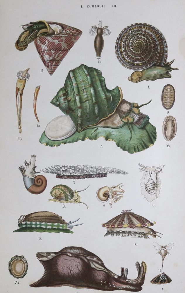 Große Abbildung Nr.1: 132-1398 Adam,V.: (Zoologie)
