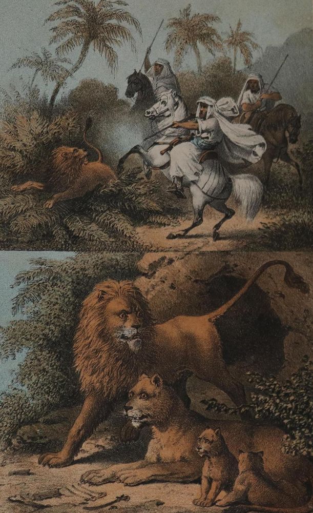 Große Abbildung Nr.1: 132-1399 Brandt,E.: (Zoologie)