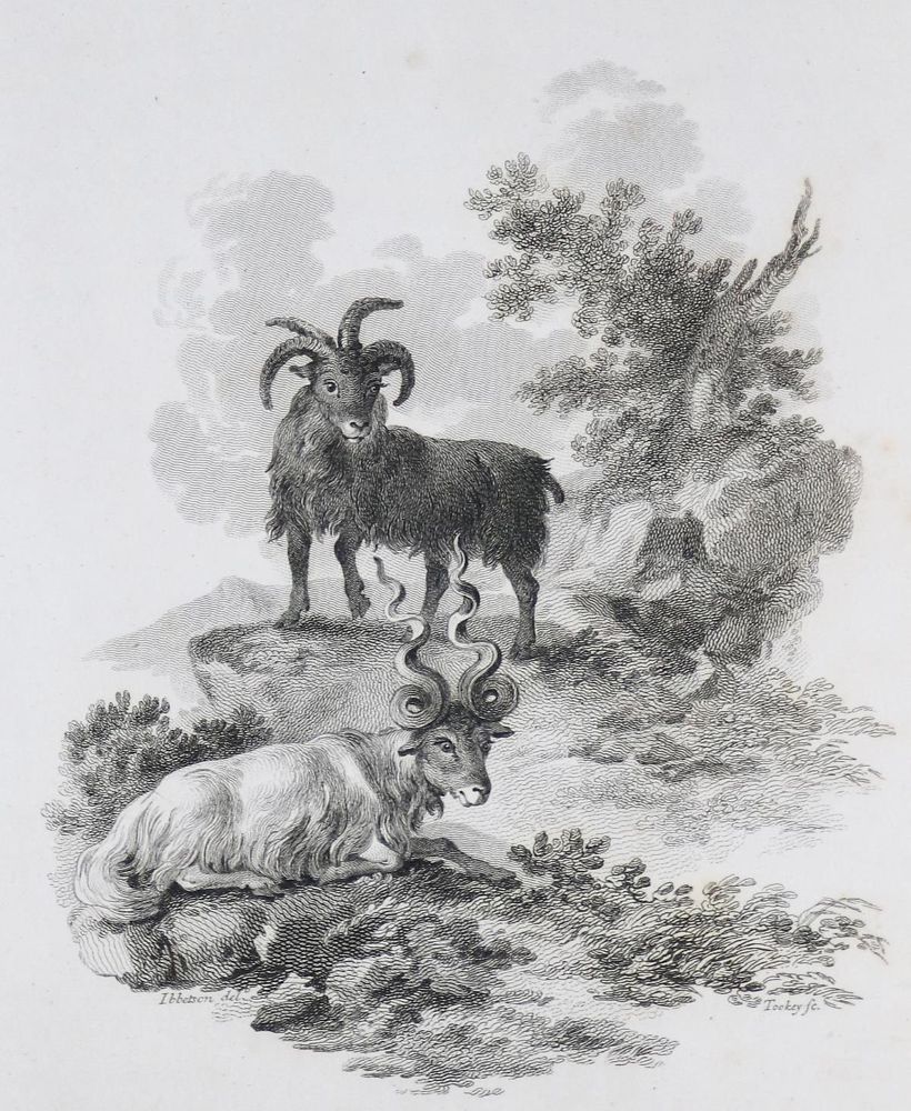 Große Abbildung Nr.1: 132-1403 Church,J.: (Zoologie)