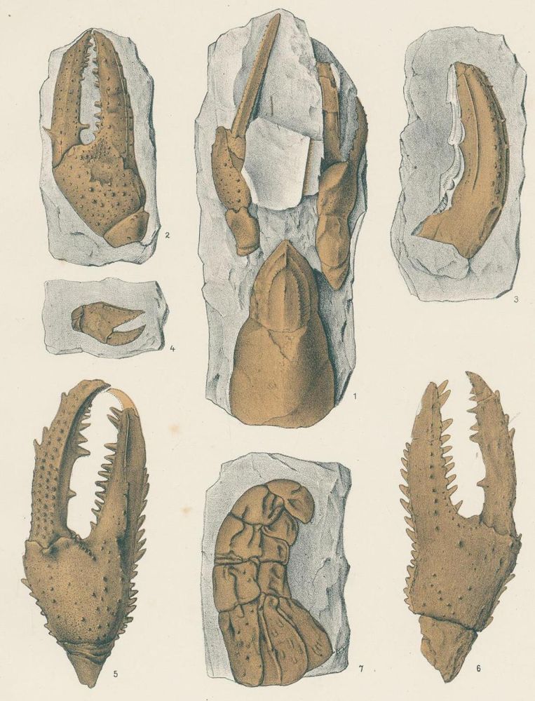 Große Abbildung Nr.2: 132-1404 Fritsch,A.: (Zoologie, Crustaceen, Paläontologie)