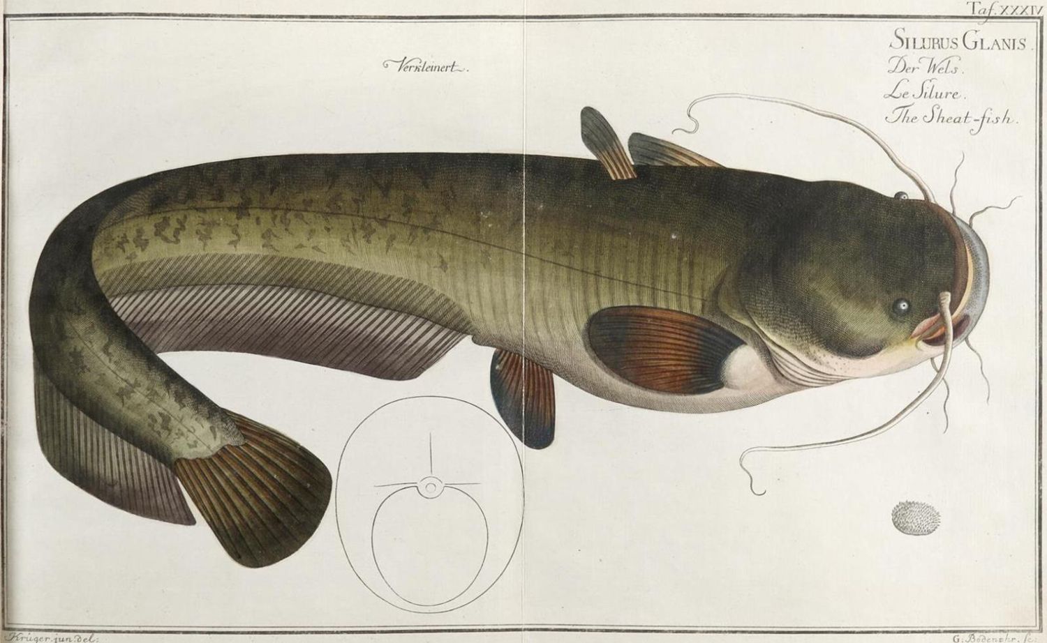 Große Abbildung Nr.2: 132-1407 Bloch,M.E.: (Zoologie, Fische)