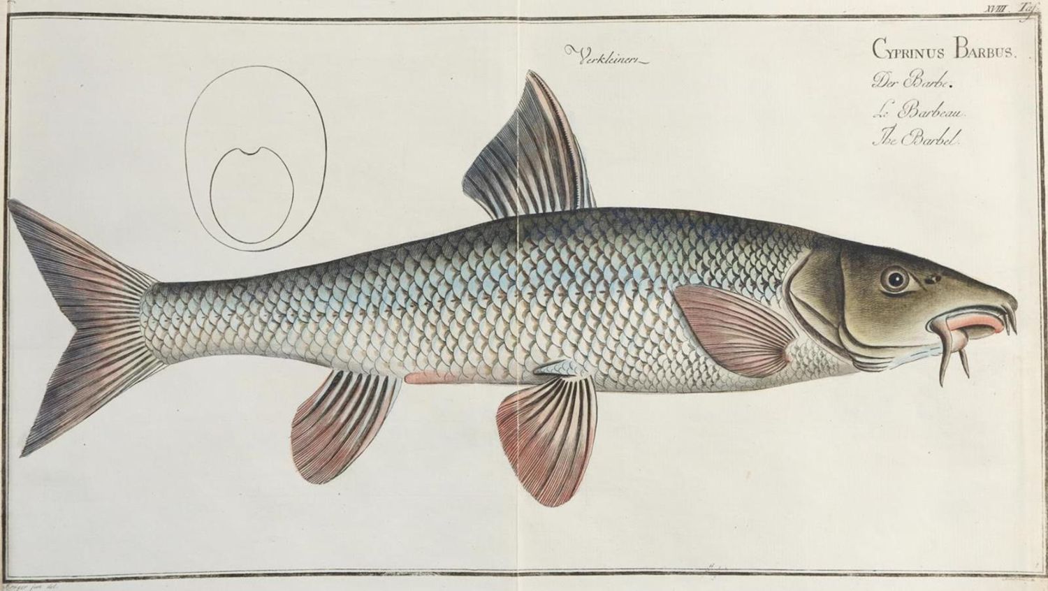 Große Abbildung Nr.5: 132-1407 Bloch,M.E.: (Zoologie, Fische)