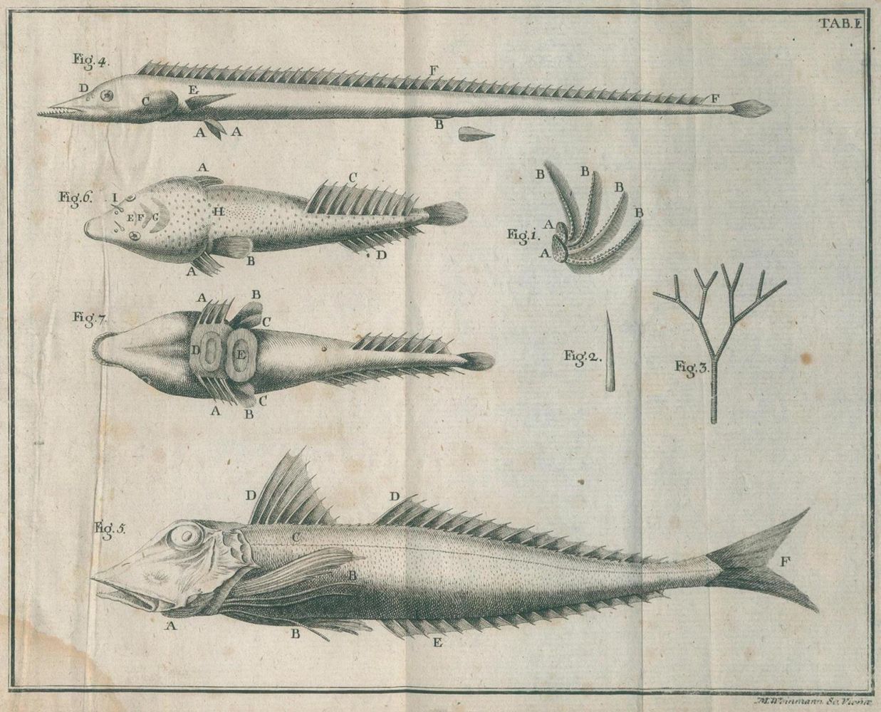 Große Abbildung Nr.1: 132-1408 Gouan,A.: (Zoologie, Fische)