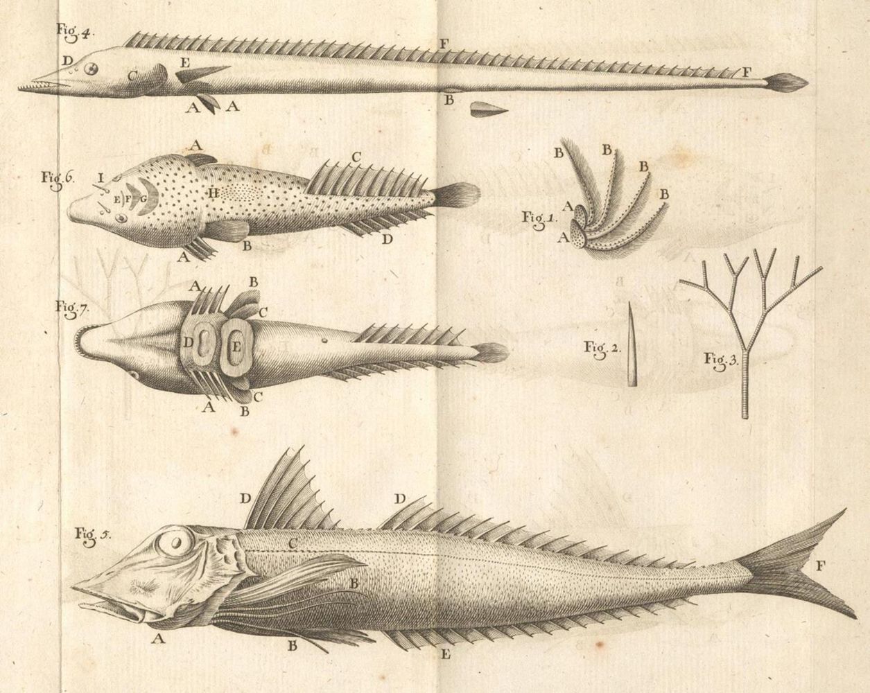 Große Abbildung Nr.1: 132-1409 Gouan,A.: (Zoologie, Fische)