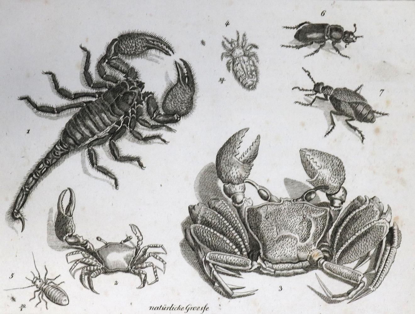 Große Abbildung Nr.1: 132-1410 Funke,(C.P.).: (Zoologie)