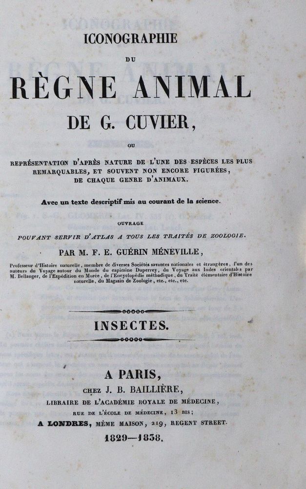 Große Abbildung Nr.1: 132-1412 Cuvier,G.: (Zoologie, Insekten)