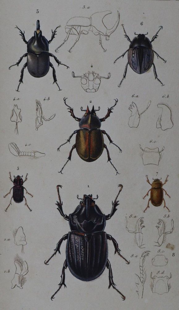 Große Abbildung Nr.2: 132-1412 Cuvier,G.: (Zoologie, Insekten)