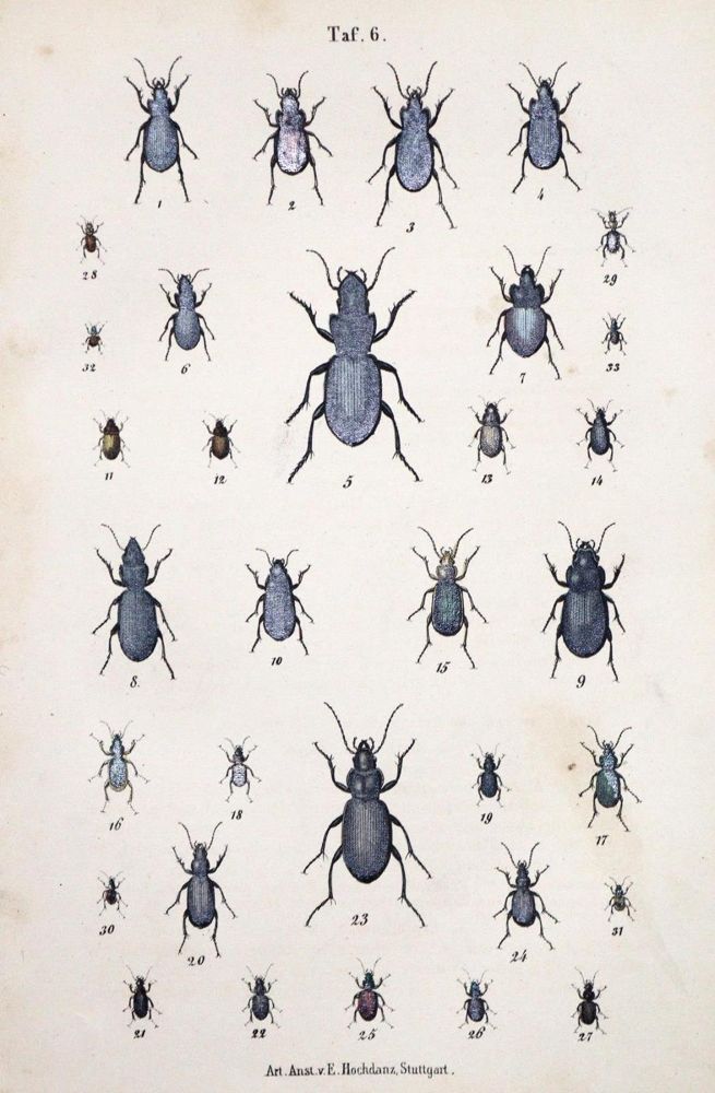 Große Abbildung Nr.1: 132-1414 Calwer,C.G.: (Zoologie, Käfer)