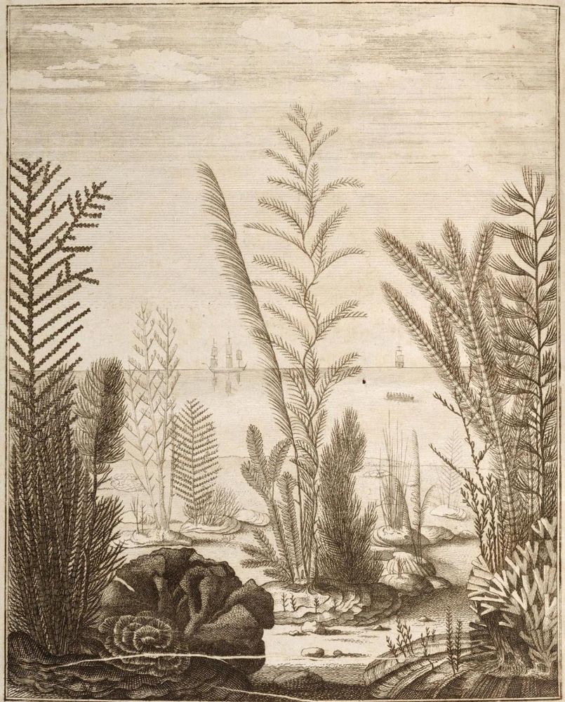 Große Abbildung Nr.1: 132-1416 Ellis,J.: (Zoologie, Korallen)