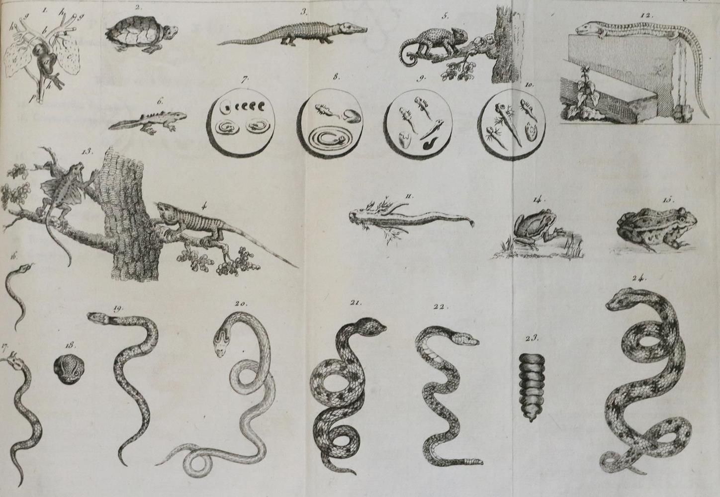 Große Abbildung Nr.1: 132-1422 Millin,A.L.: (Zoologie)