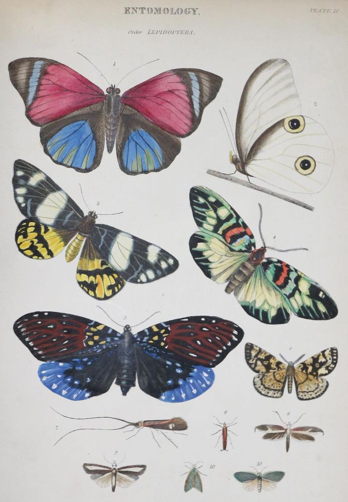 Große Abbildung Nr.1: 132-1428 Richardson,J. u.a.: (Zoologie)