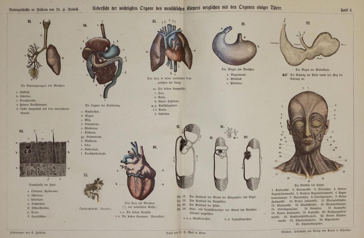 Große Abbildung Nr.1: 132-1429 Sammlung: (Zoologie)