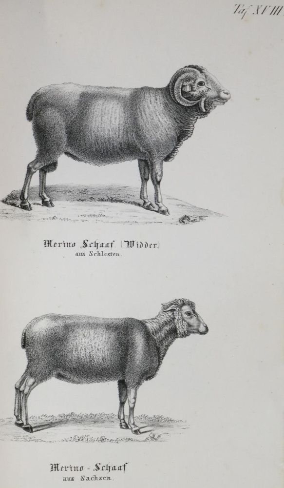 Große Abbildung Nr.1: 132-1434 Sammlung: (Zoologie)