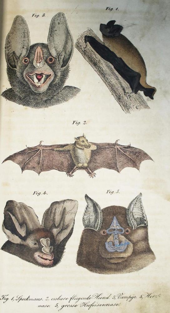 Große Abbildung Nr.1: 132-1435 (Schilling,S.: (Zoologie)