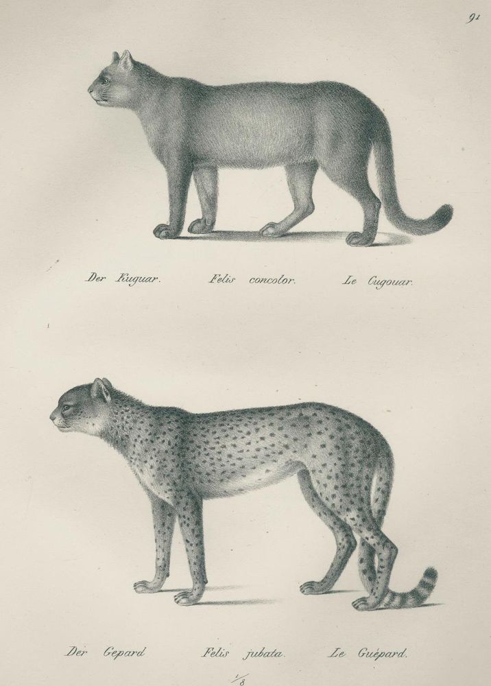 Große Abbildung Nr.1: 132-1436 Schinz,H.R.: (Zoologie)