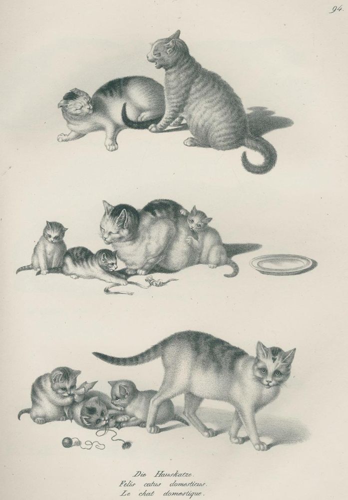 Große Abbildung Nr.3: 132-1436 Schinz,H.R.: (Zoologie)