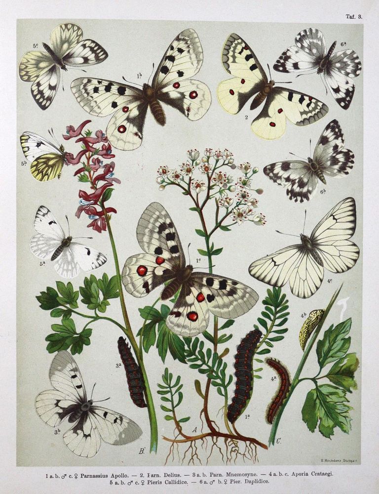 Große Abbildung Nr.1: 132-1437 Berge,F.: (Zoologie, Schmetterlinge)