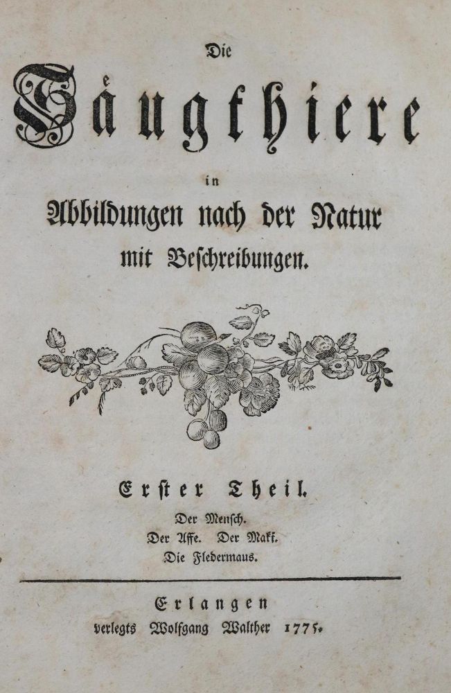 Große Abbildung Nr.1: 132-1438 (Schreber,J.C.D.).: (Zoologie)