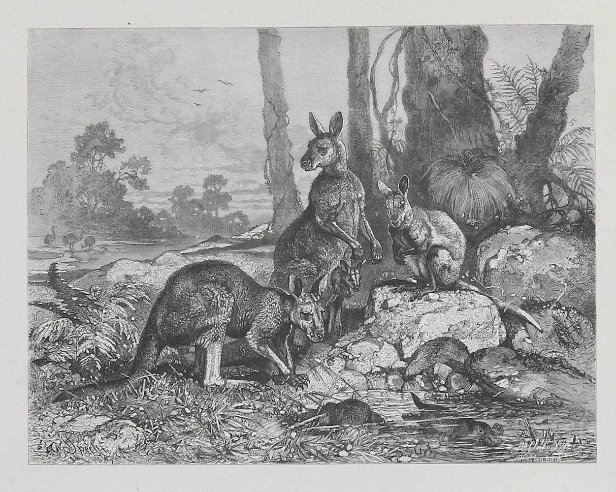 Große Abbildung Nr.2: 132-1440 Specht,F.: (Zoologie)