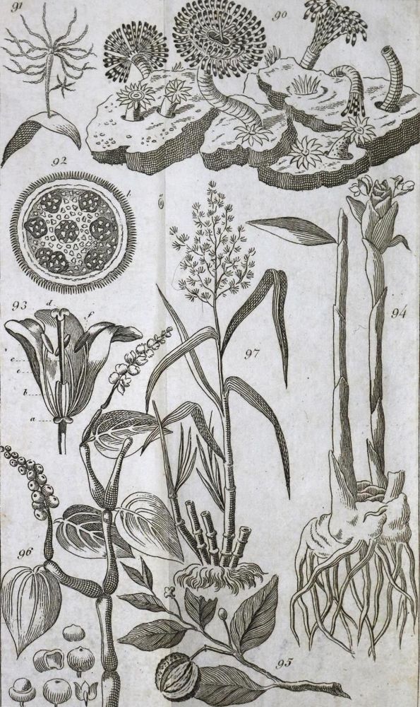 Große Abbildung Nr.1: 132-1441 Stein,C.G.D.: (Zoologie)