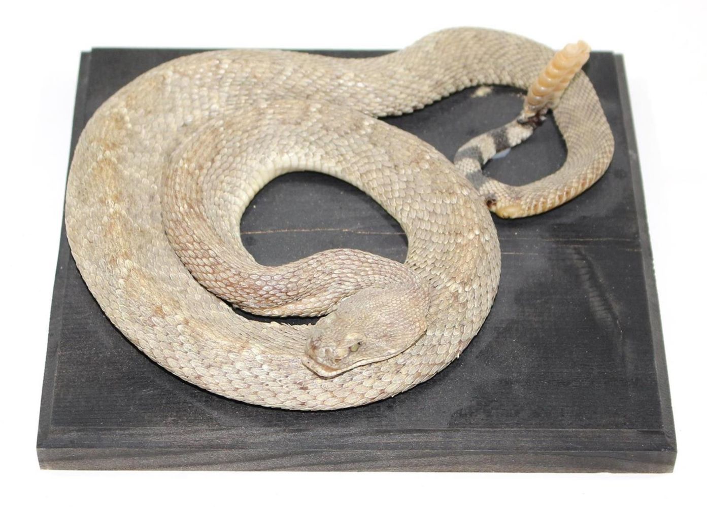 Große Abbildung Nr.1: 132-1443 Prärieklapperschlange (Crotalus Viridis).: (Zoologie, Taxidermie)