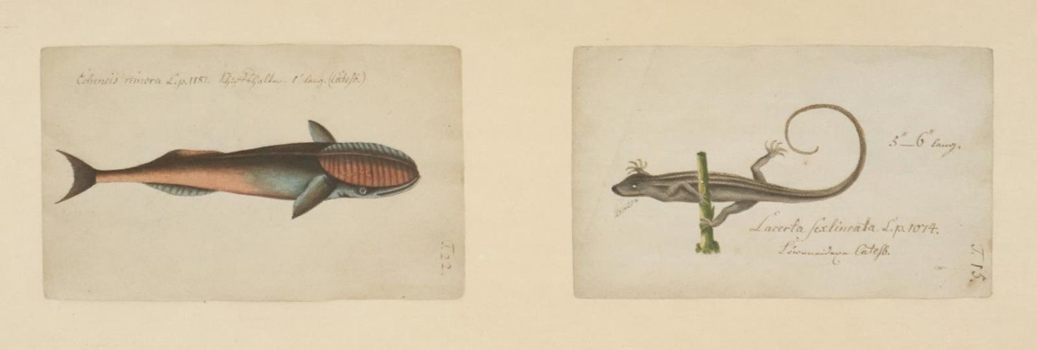 Große Abbildung Nr.2: 132-1444 Unbekannter Autor.: (Zoologie)