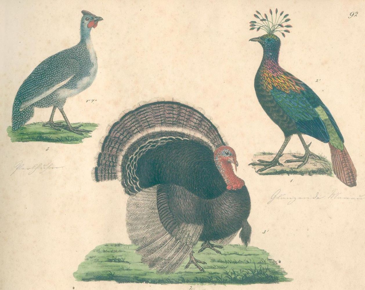 Große Abbildung Nr.2: 132-1446 Strack,F.: (Zoologie, Vögel)