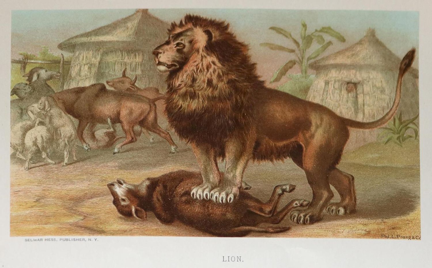 Große Abbildung Nr.1: 132-1447 Wood,J.G.: (Zoologie)