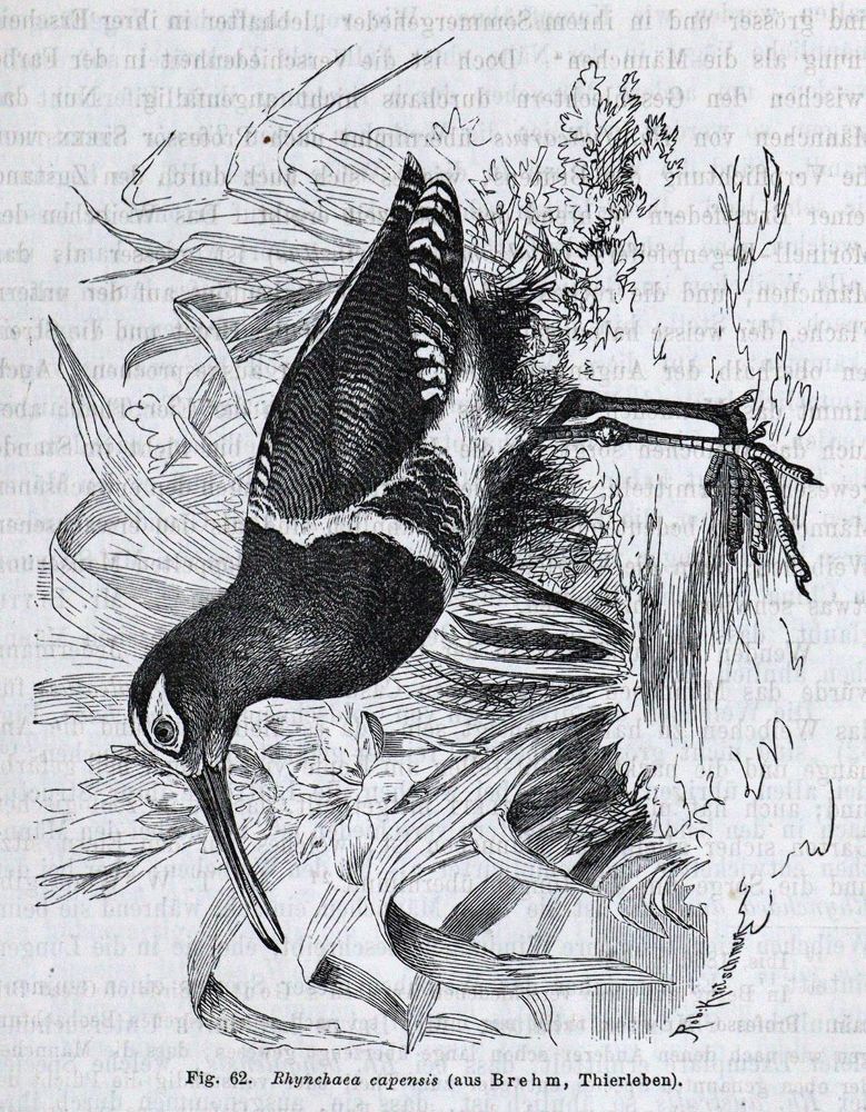 Große Abbildung Nr.5: 132-1475 Darwin,C.: (Verschiedene Gebiete - Varia)