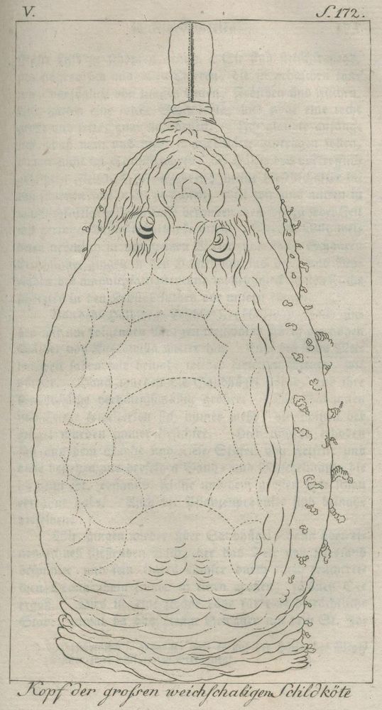 Große Abbildung Nr.2: 132-1547 Bartram,W.: (Amerika)