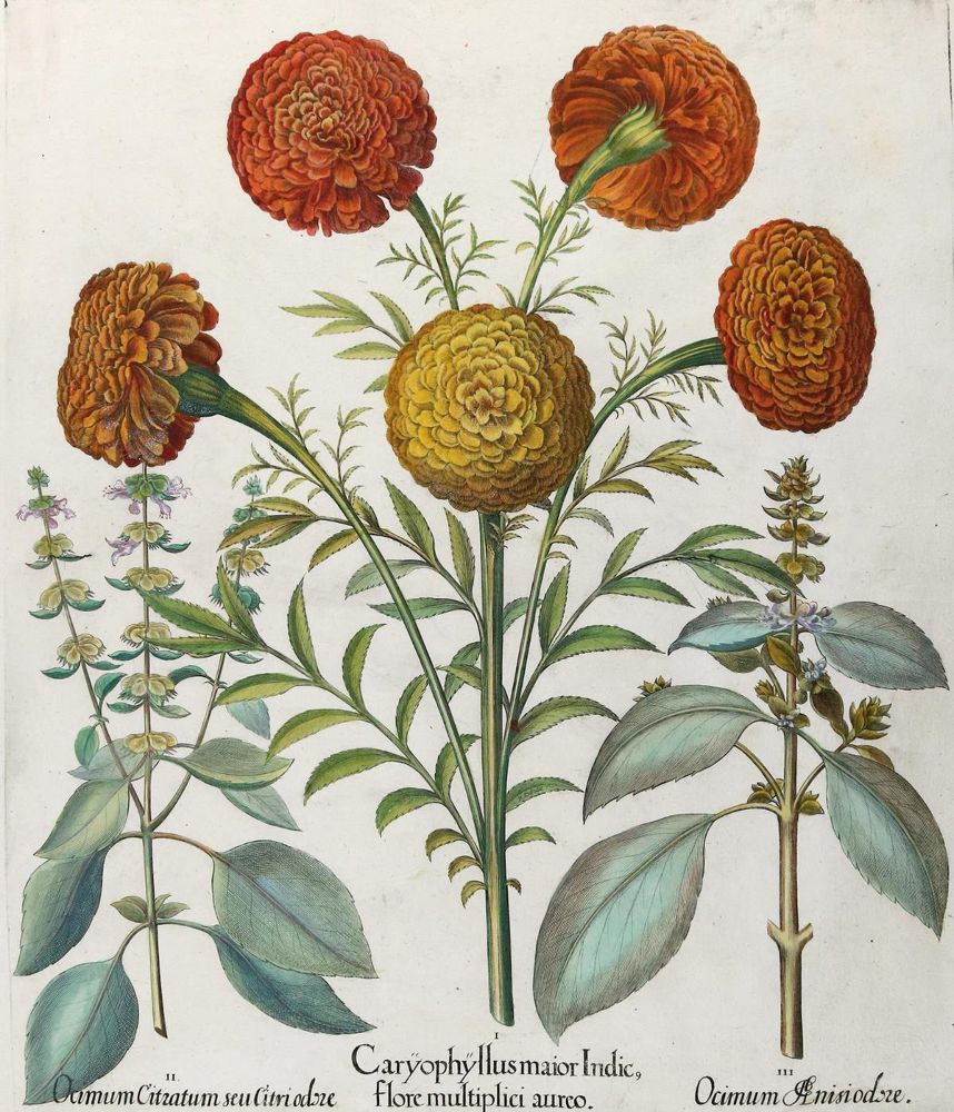 Große Abbildung Nr.1: 132-2384 Samtblume, Zitronen- u. Anisbasilikum.: (Varia, Botanik, Besler)