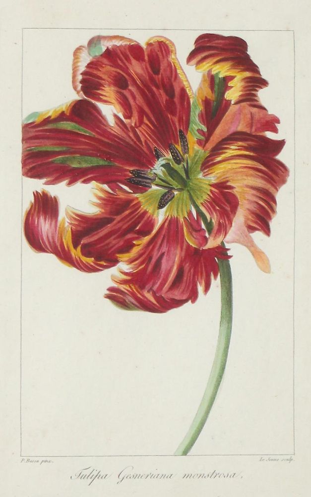 Große Abbildung Nr.1: 132-2386 Blumen.: (Varia, Botanik)