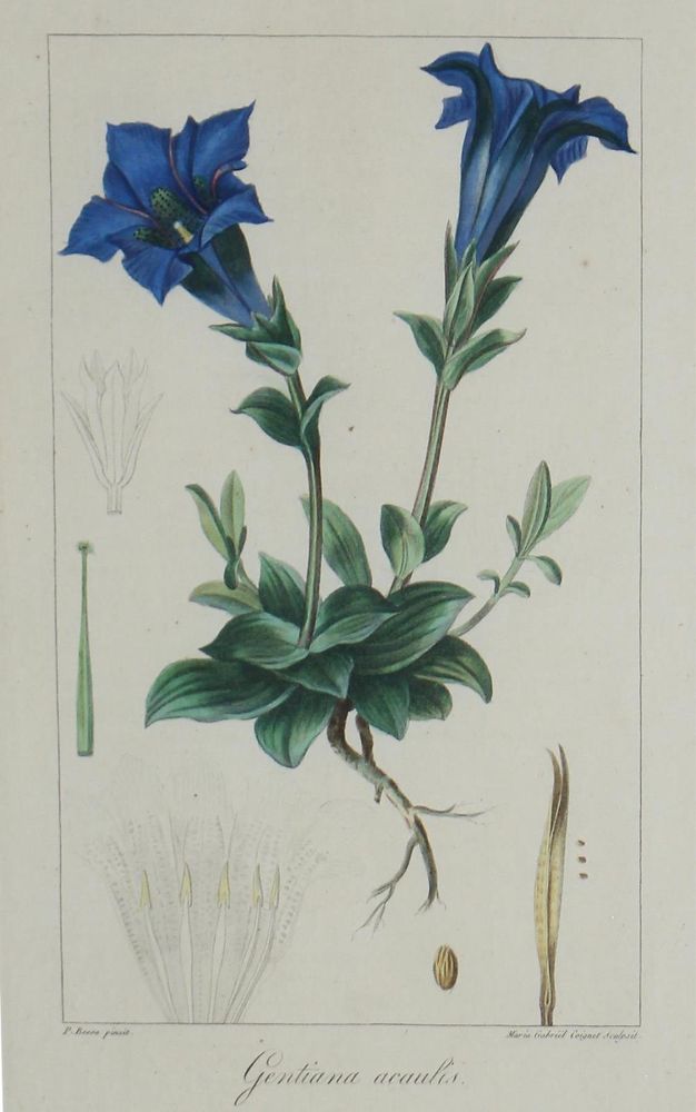 Große Abbildung Nr.2: 132-2386 Blumen.: (Varia, Botanik)