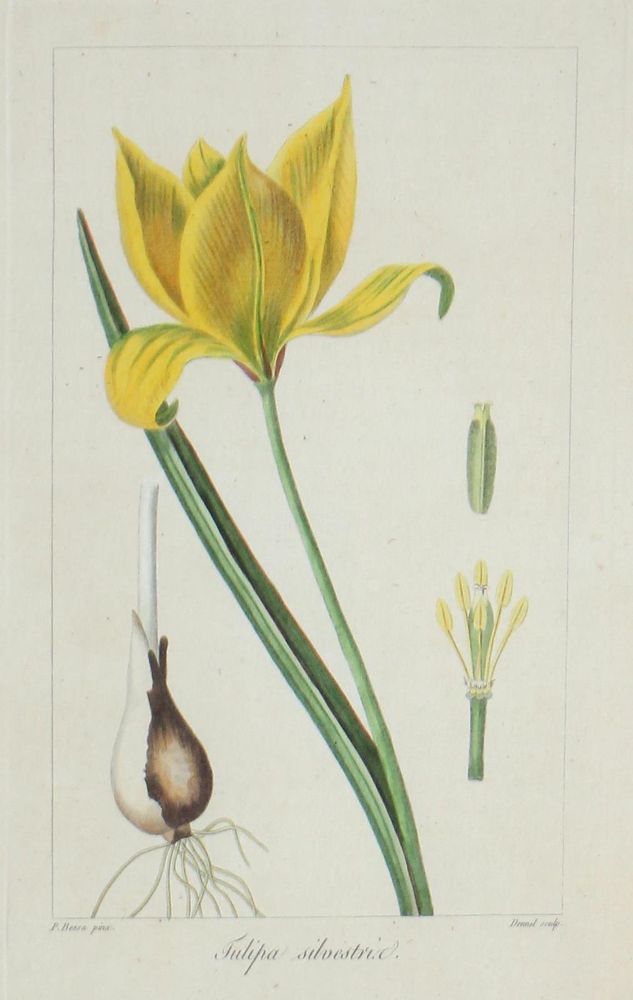 Große Abbildung Nr.3: 132-2386 Blumen.: (Varia, Botanik)