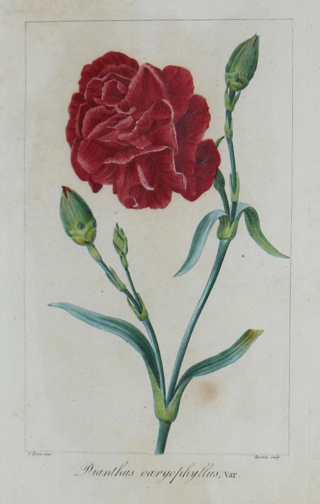 Große Abbildung Nr.5: 132-2386 Blumen.: (Varia, Botanik)