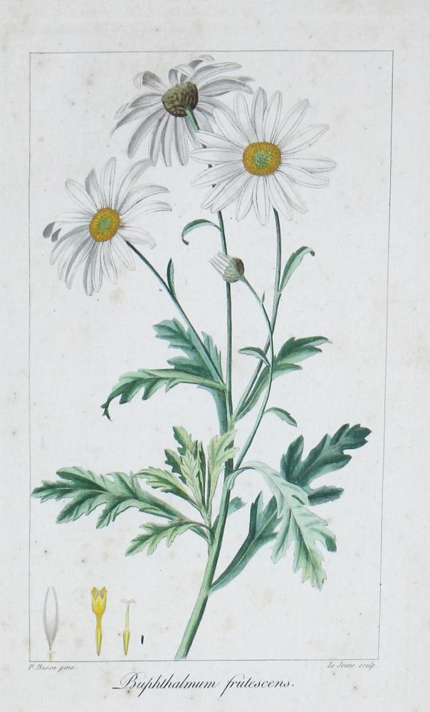 Große Abbildung Nr.8: 132-2386 Blumen.: (Varia, Botanik)