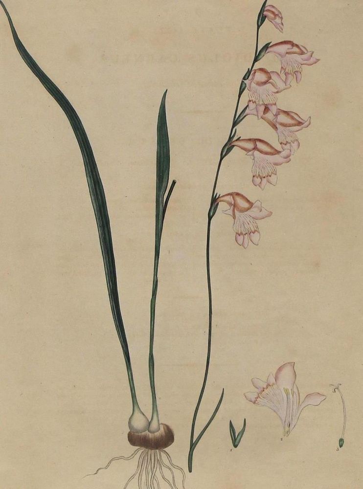 Große Abbildung Nr.1: 132-2388 Gladiolus Carneus.: (Varia, Botanik)