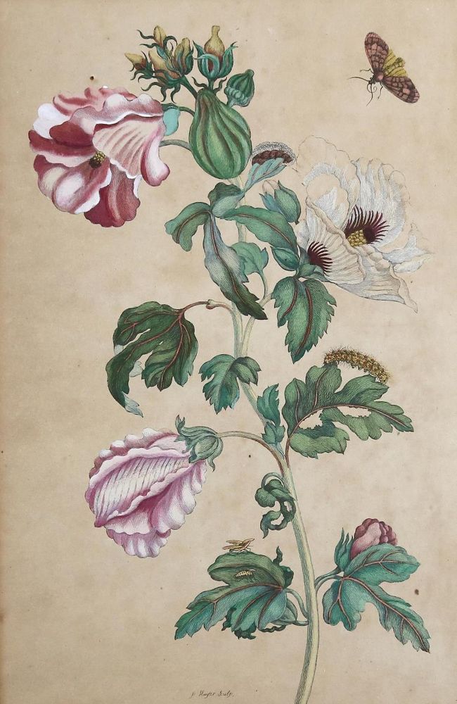 Große Abbildung Nr.1: 132-2389 Sammlung: (Varia, Botanik, Merian)