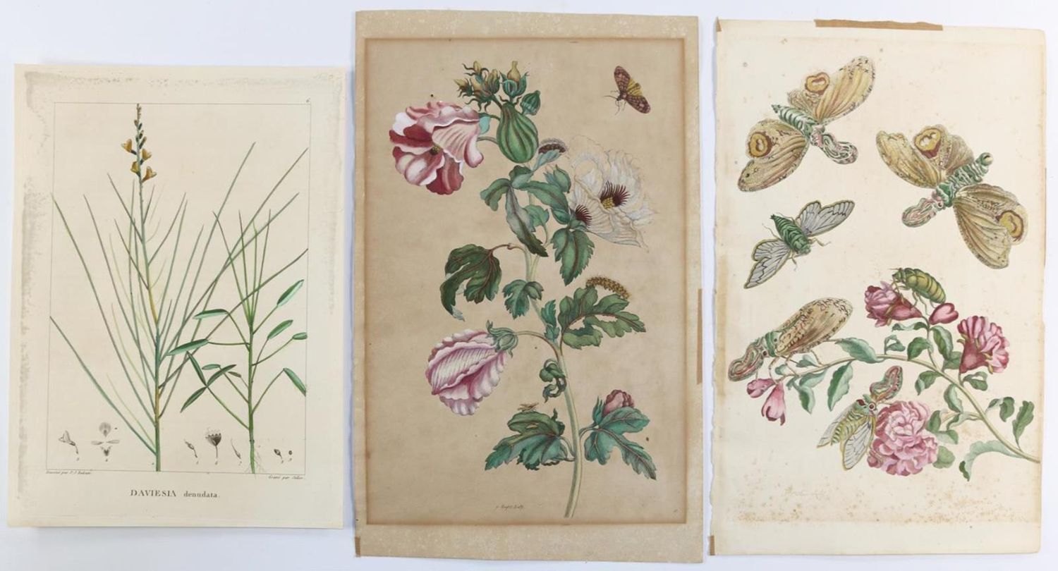 Große Abbildung Nr.2: 132-2389 Sammlung: (Varia, Botanik, Merian)