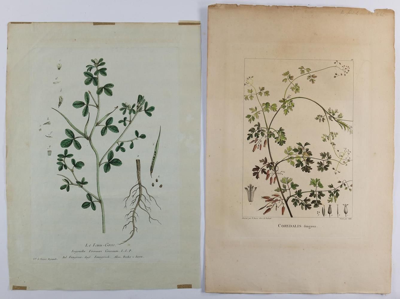 Große Abbildung Nr.3: 132-2389 Sammlung: (Varia, Botanik, Merian)