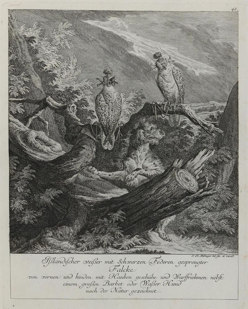 Große Abbildung Nr.1: 132-2415 Ridinger,E.J.: (Varia, Jagd, Falke)