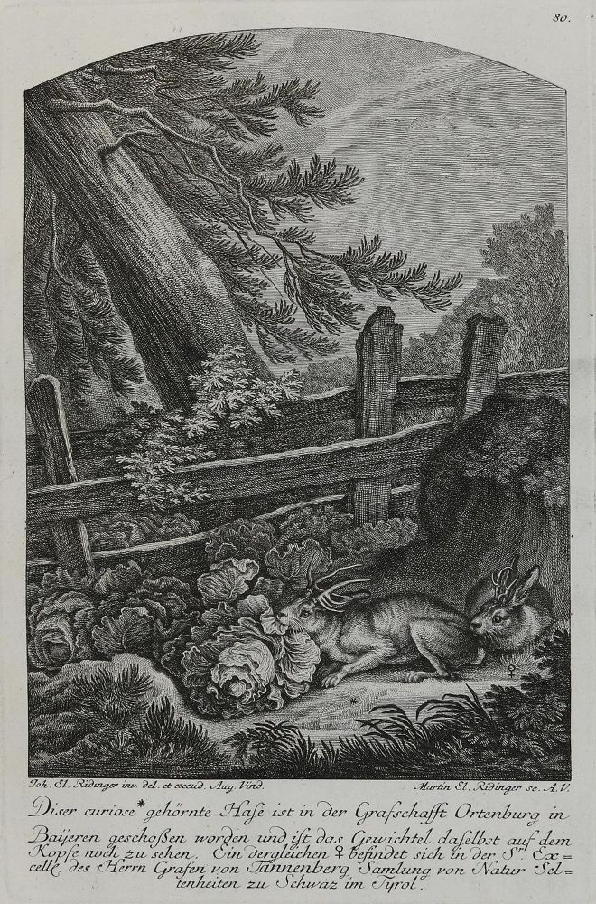Große Abbildung Nr.1: 132-2421 Ridinger,E.J.: (Varia, Jagd, Hase)