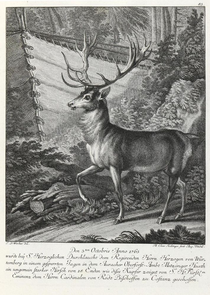 Große Abbildung Nr.1: 132-2454 Ridinger,E.J.: (Varia, Jagd, Hirsche)