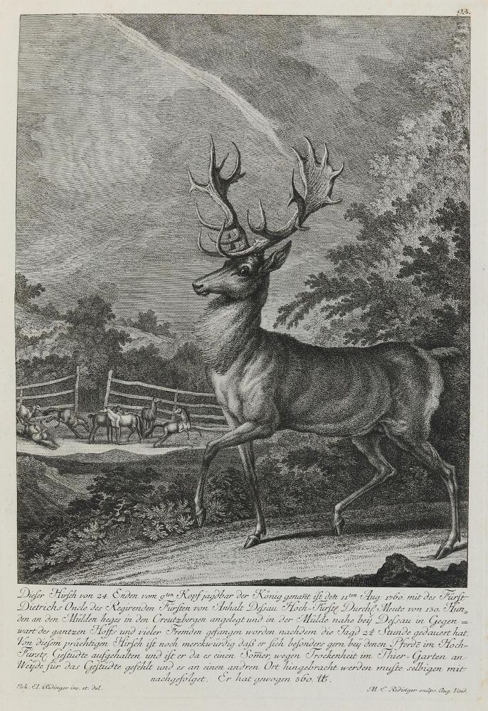 Große Abbildung Nr.1: 132-2468 Ridinger,E.J.: (Varia, Jagd, Hirsche)