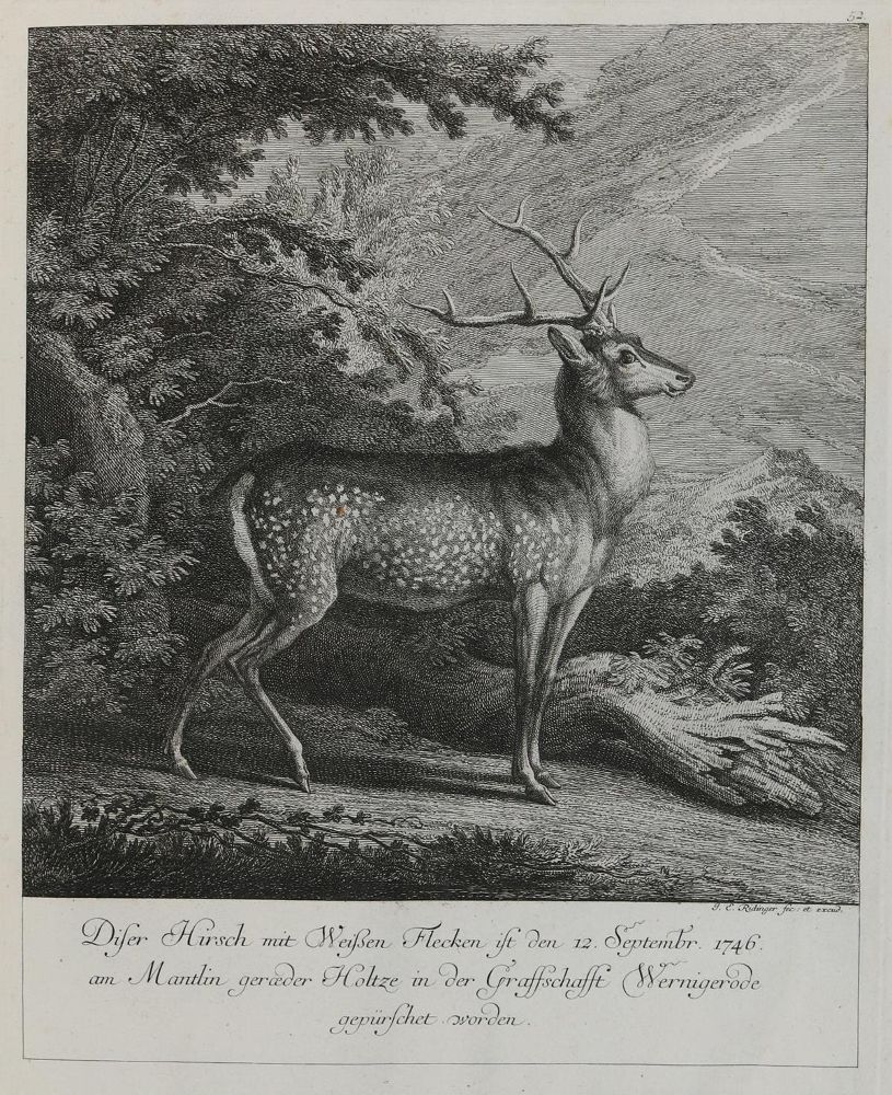 Große Abbildung Nr.1: 132-2475 Ridinger,E.J.: (Varia, Jagd, Hirsche)
