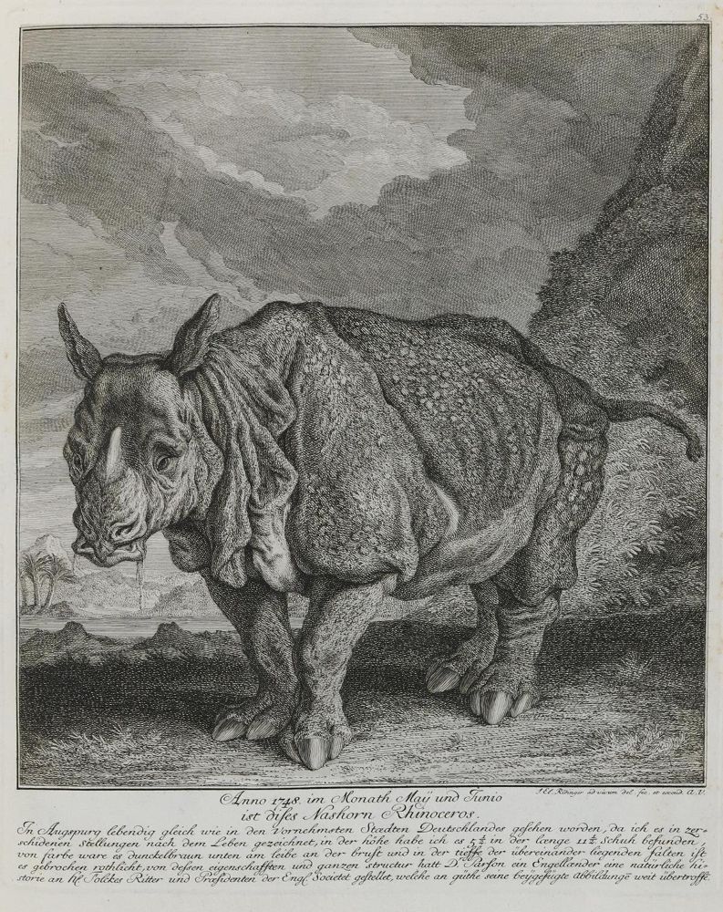 Große Abbildung Nr.1: 132-2497 Ridinger,E.J.: (Varia, Jagd, Nashörner)